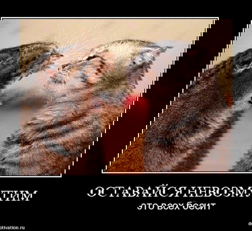 Кот Ласковый