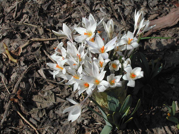 Борис Кравченко