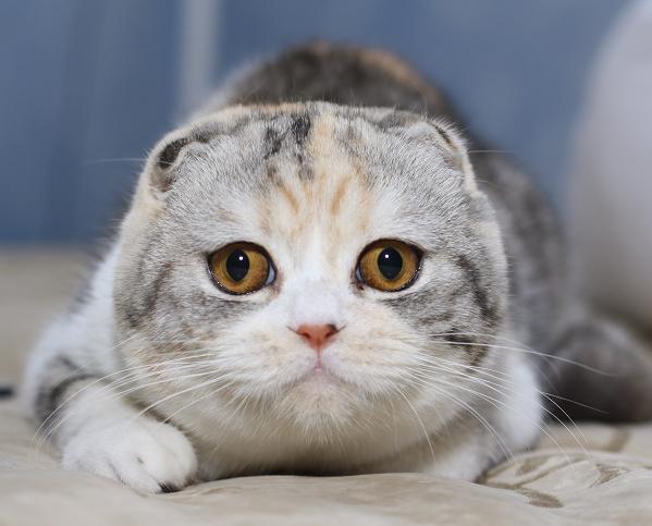 Марина Гирина