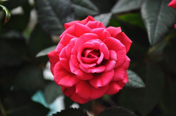 Марина Князева