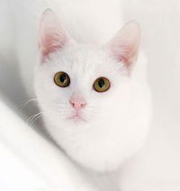 Уля Смирнова