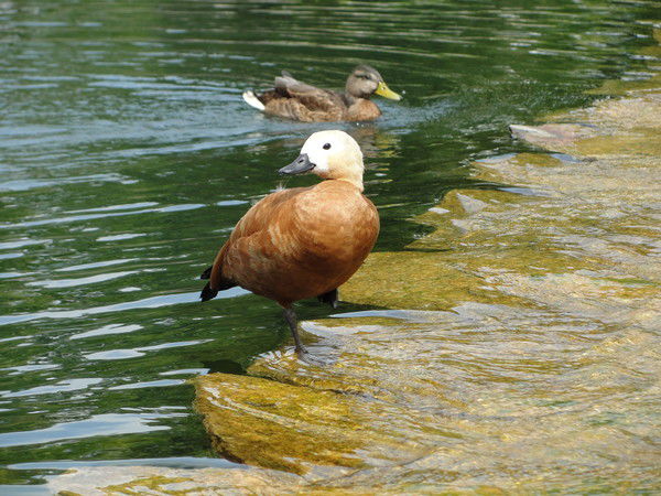 Ирина Пивнева