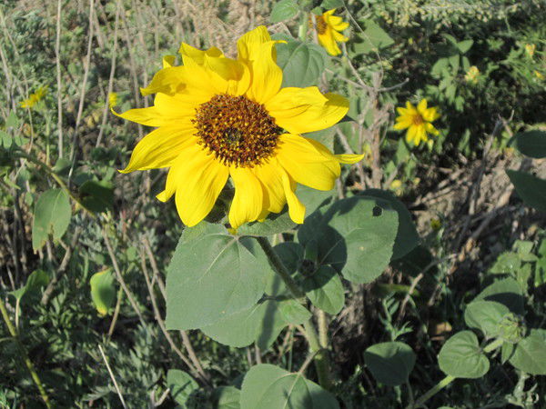 Мира Майшаева