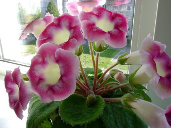 Оксана Макеева