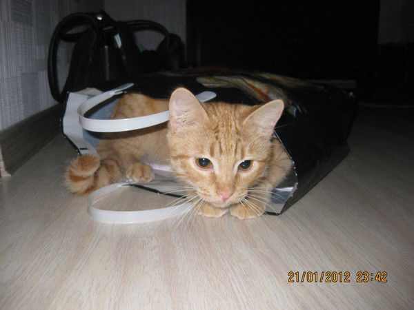 Светлана Икрянникова