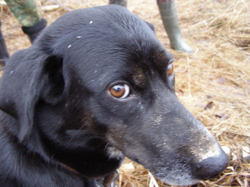 Шашлык Шаурмов