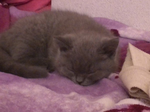 Екатерина Чеховская