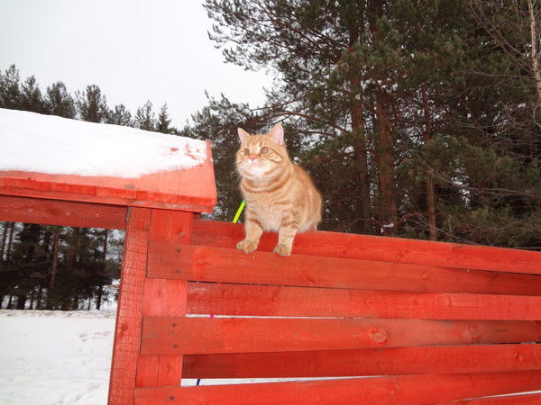 Василий Галямов