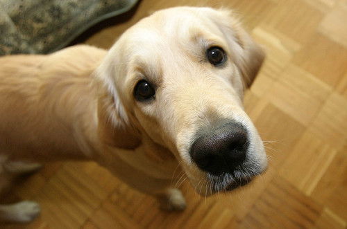 Иван Харламов