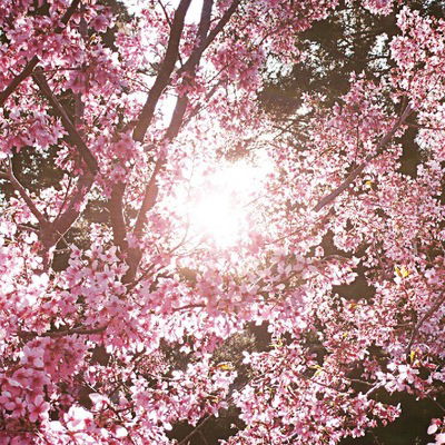 Дженнет Маликова