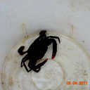 Даниил Королевнин