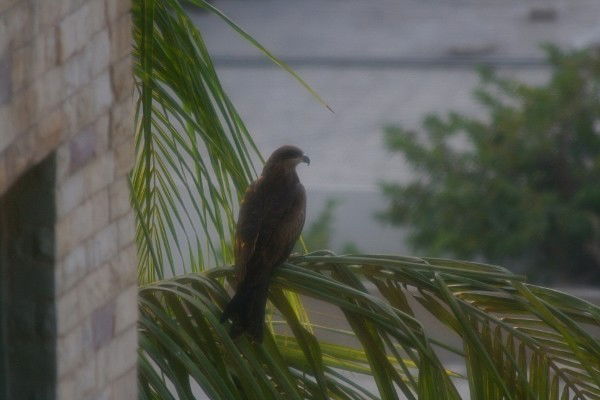 Елена Соколова