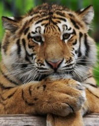 Фархат Валеев