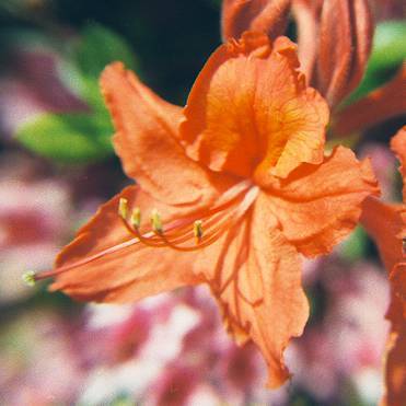 Алла Булатова