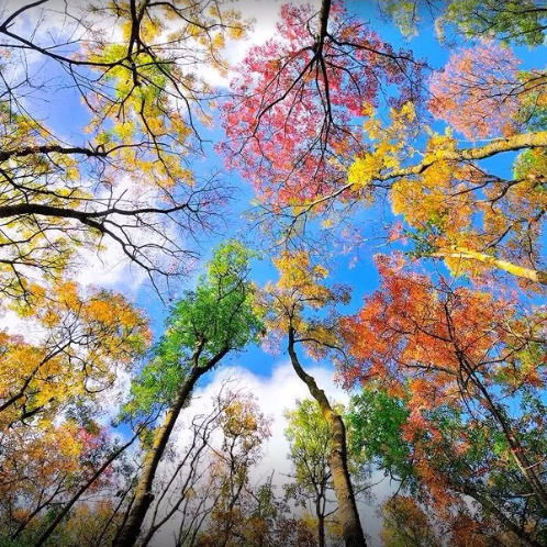 Центр Жизни Дар Учение Древо Жизни