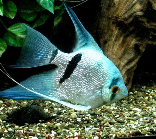 Дмитрий Руль