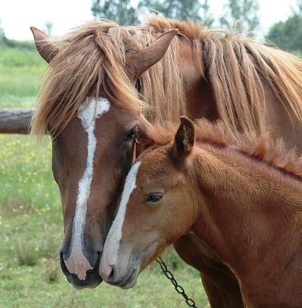 Луиза Маркелова