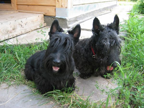 Ирина Мануйлова