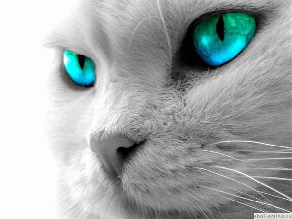 Наталья Михеева