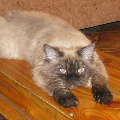 Алина Лихолетова