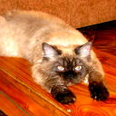 Алина Лихолетова