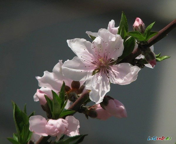 Галина Лалаева