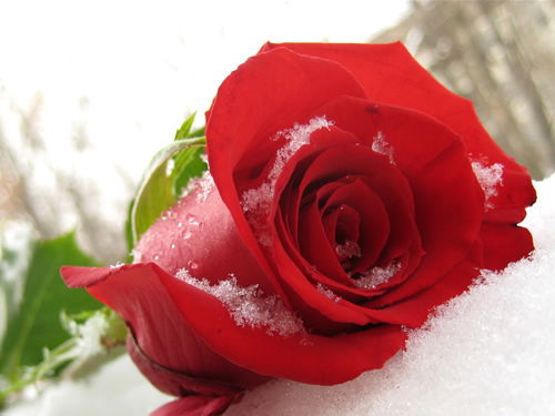 Роза Едрисова