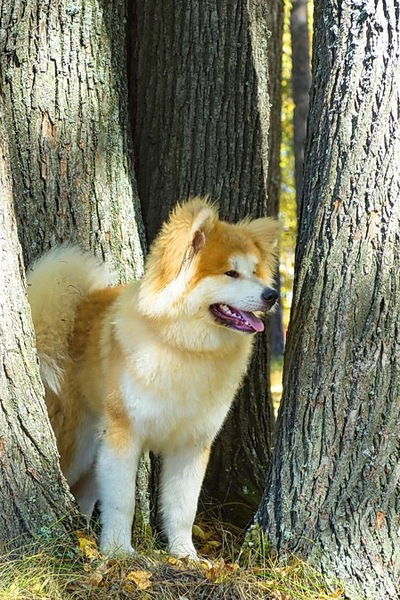 Наталья Шошина