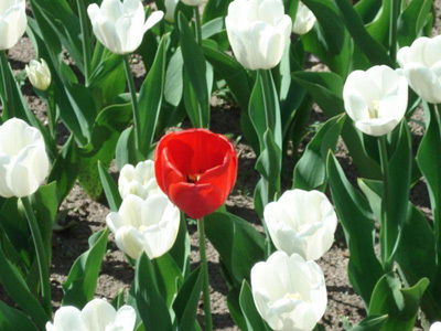 Роза Шамматова