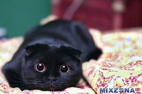 Олеся Антонова