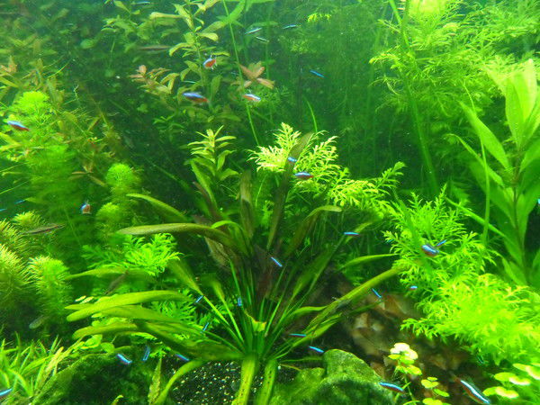 Гпидлдьлбю Омп Отдьжб