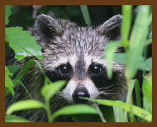 Владислав Савельев