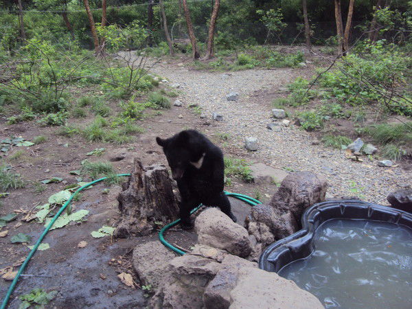 Владимир Погодин