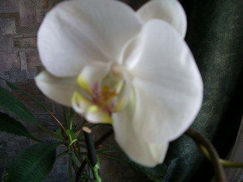 Елена Полякова