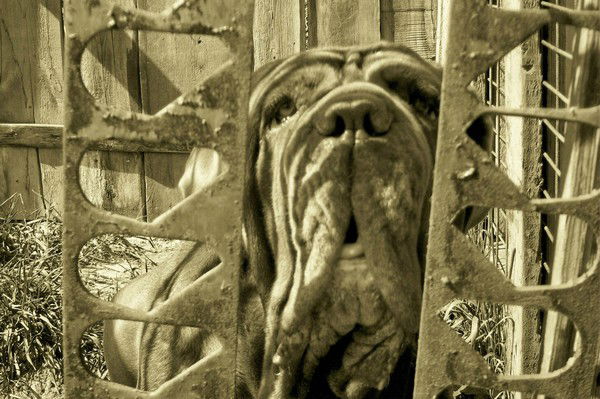 Натоли Шикарина