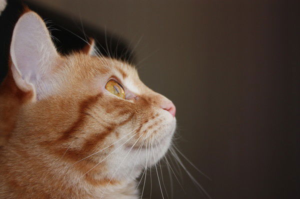 Татьяна Рак