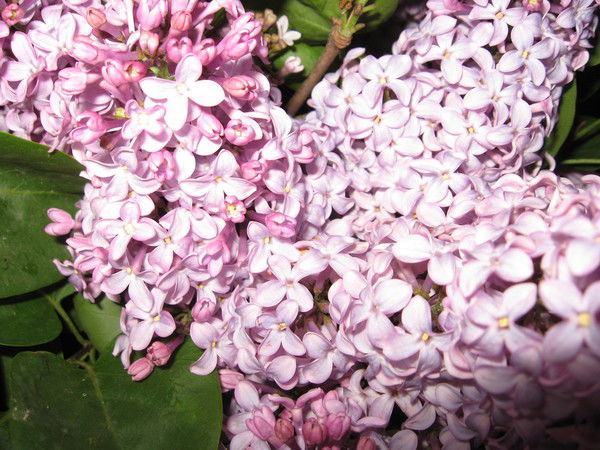 Ирина Платочкина