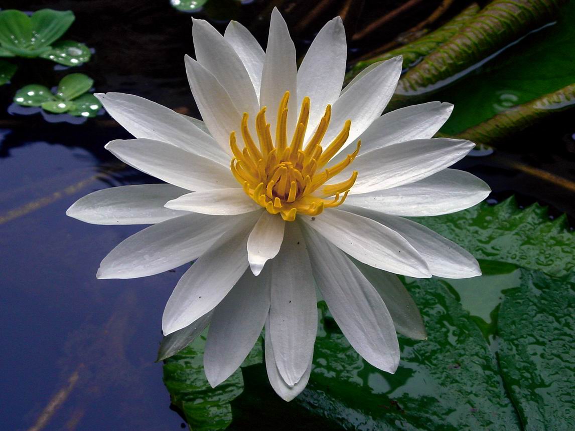 Любовь Лютикова