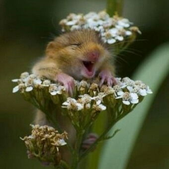 Елена Краснова