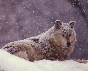 Алексей Зенкин