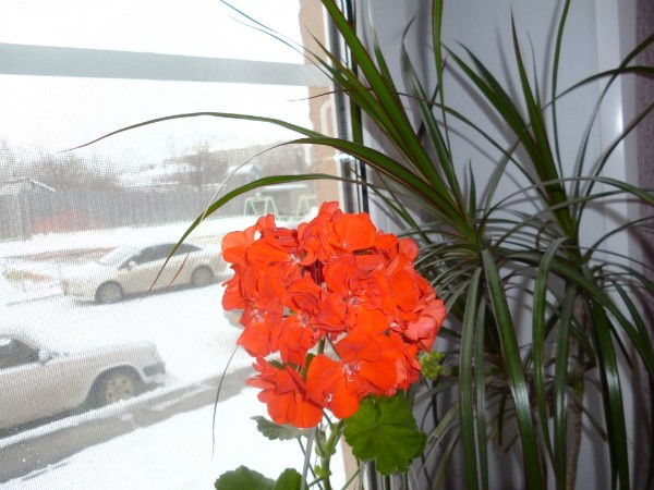 Надежда Нечаева(Полозова)