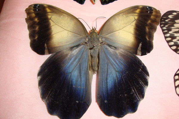 Людмила Белых