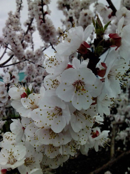 Наталья Пыльнева