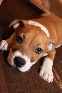 Дима Яцкевич