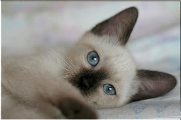 Харитонова Ксения