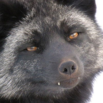 Анастасия Шумило