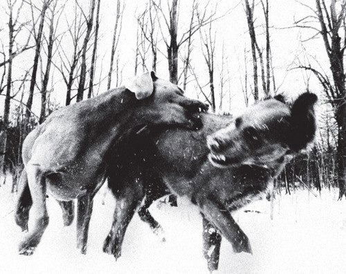 Мария Игнатовская