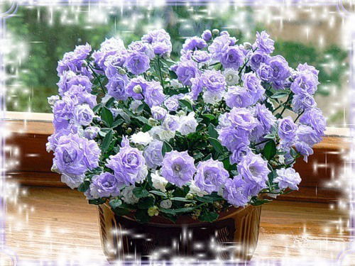 Алла Вильтовская