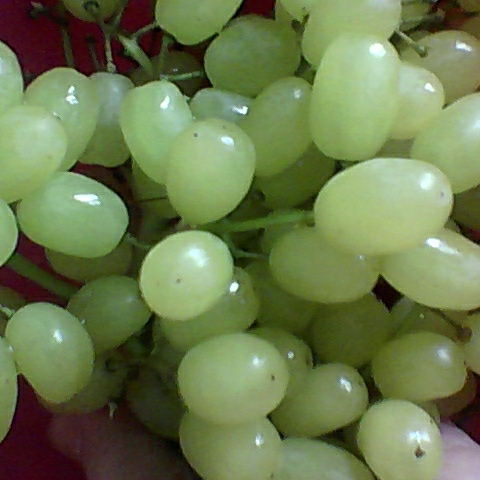 Дулька Тобосская