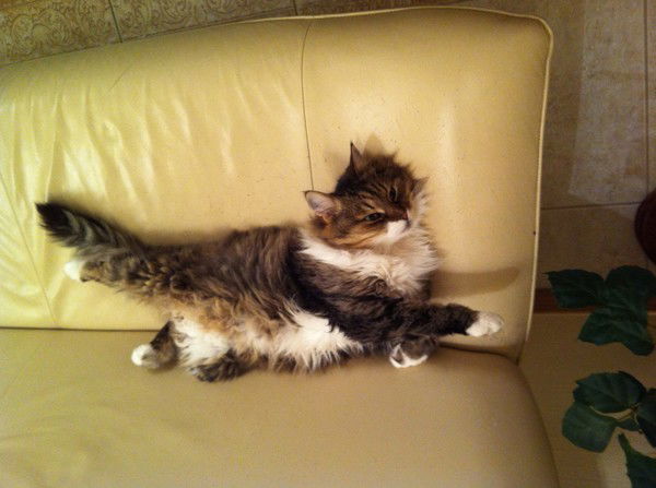 Татьяна Миргородская